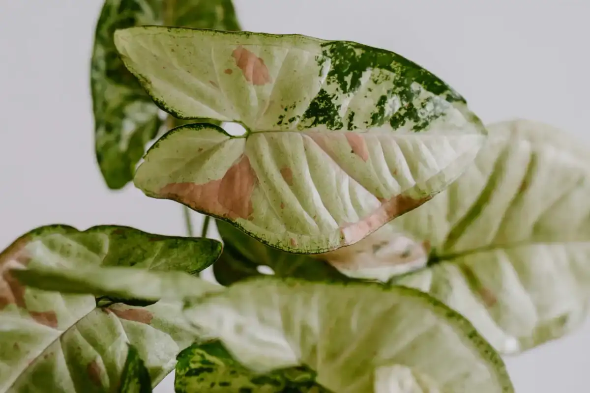 Syngonium odmiany - jak dobrać roślinę do domu?