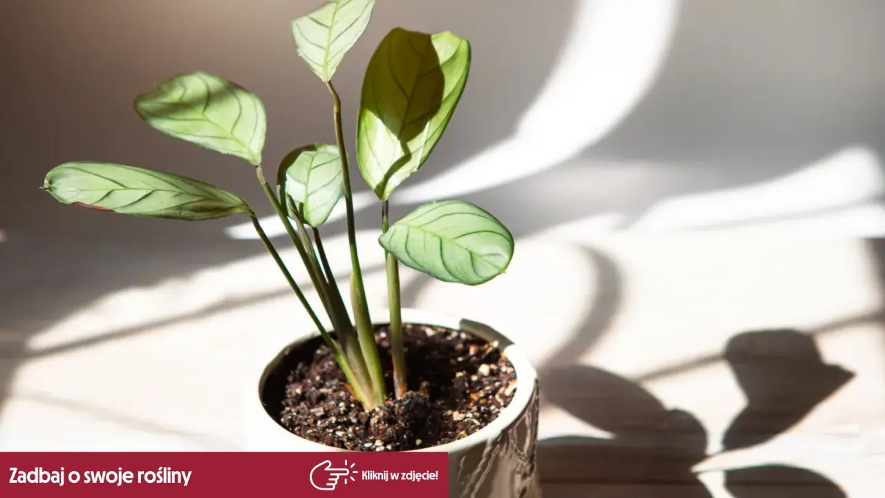 Kwiat calathea w białej doniczce, z liśćmi o zielonych żyłkach, w świetle słonecznym.