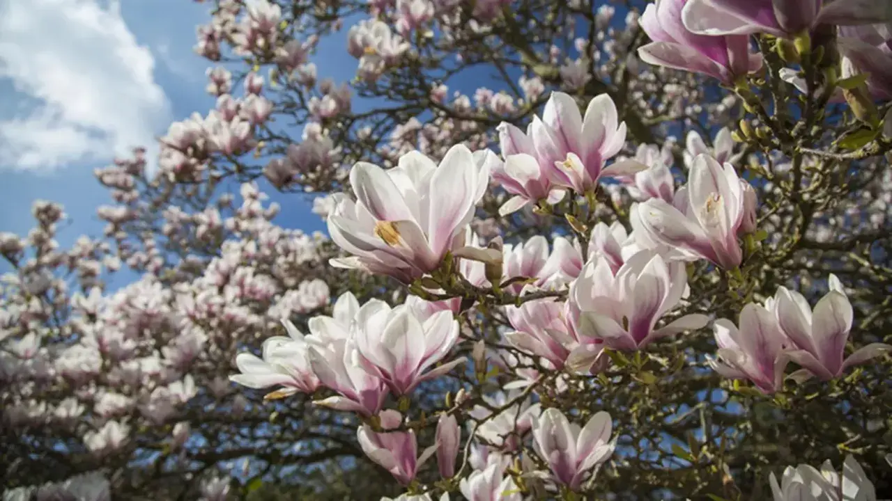 Kwiaty magnolii na tle błękitnego nieba. Zdjęcie może być inspiracją do poszukiwań informacji o najczęstszych chorobach magnolii.