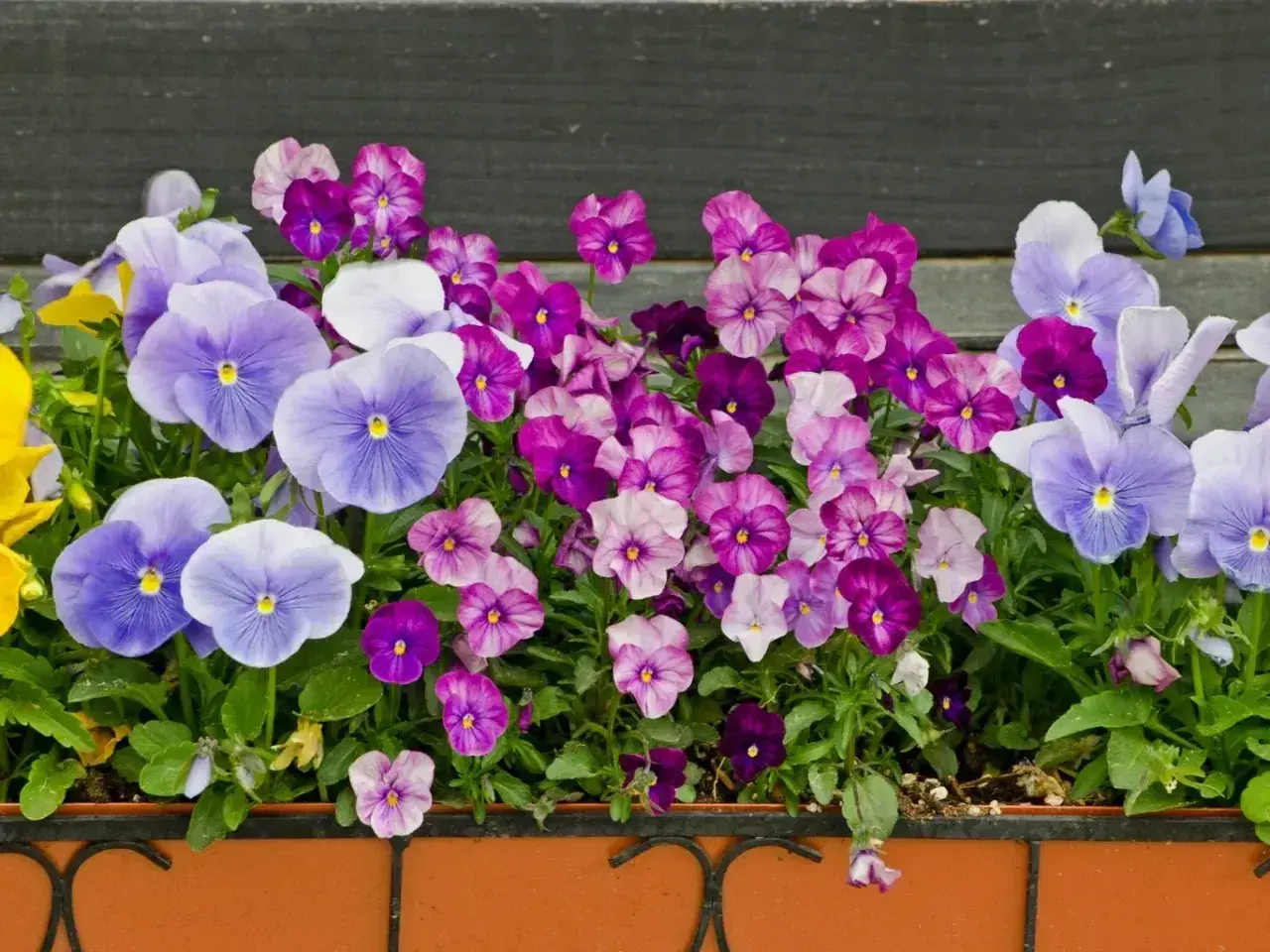 Kwitnące bratki w odcieniach fioletu i błękitu, zachwycają do późnej jesieni.