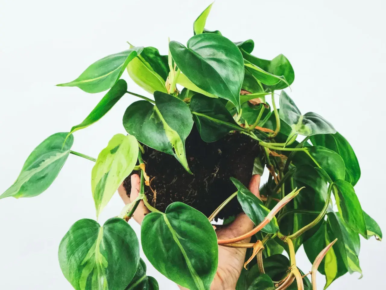 Philodendron hederaceum z sercowatymi liśćmi, niektóre z jasnymi przebarwieniami, w dłoni na białym tle.