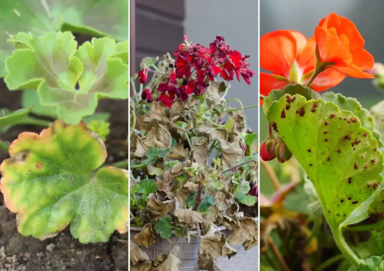 Objawy chorób pelargonii: żółte plamy na liściach, uschnięte kwiaty i brązowe plamki na zdrowych liściach.