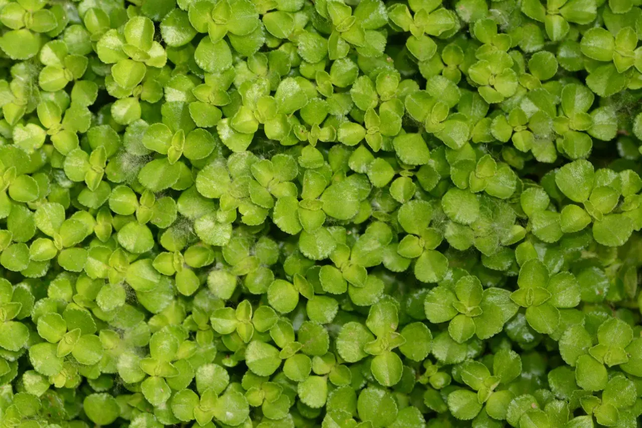 Gęsty dywanik z maleńkich, zielonych listków Pilea depressa, tworzący soczystą, żywą powierzchnię.