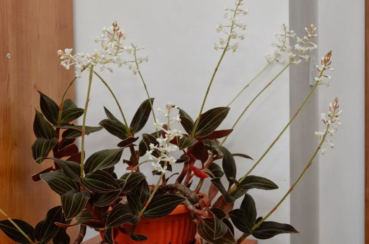 Kwiaty jewel orchid z ciemnymi liśćmi i delikatnymi białymi kwiatostanami na długich łodyżkach.