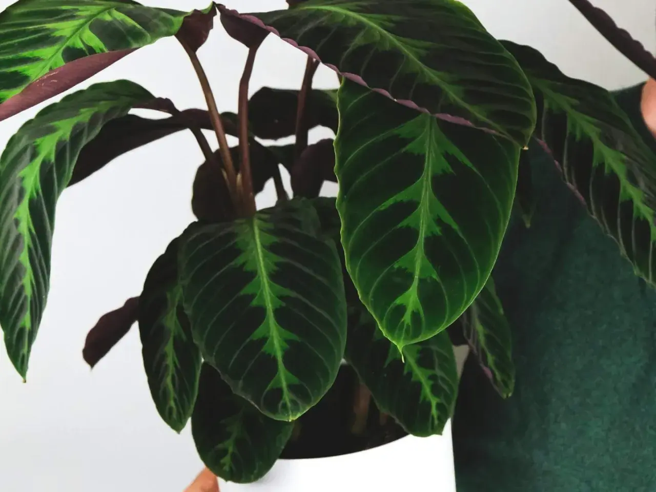 Liście calathea warscewiczii o ciemnozielonym wzorze i purpurowym spodzie.