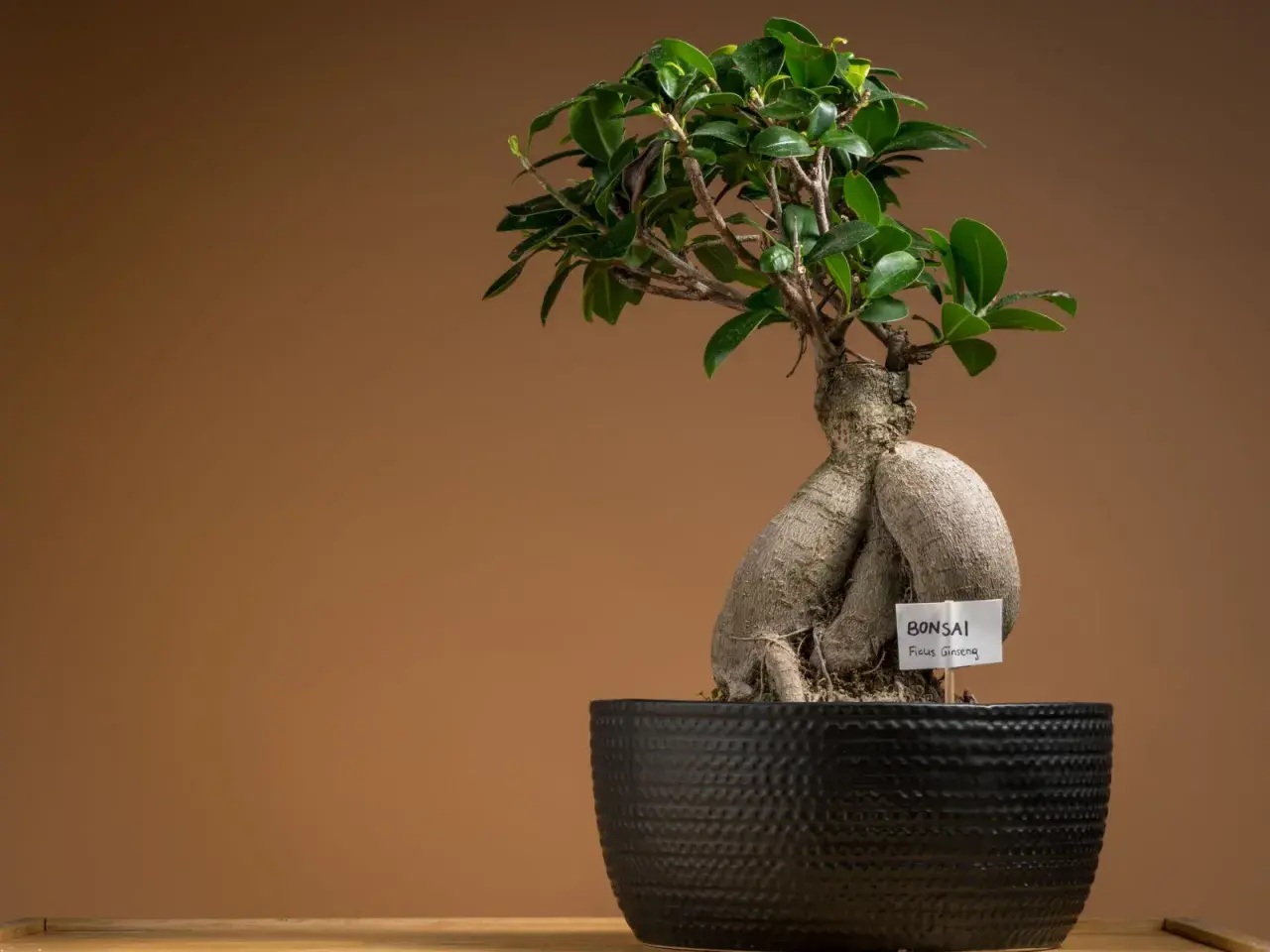 Fikus bonsai jak dbać? Oto piękny Ficus Ginseng w czarnej donicy, gotowy do pielęgnacji.