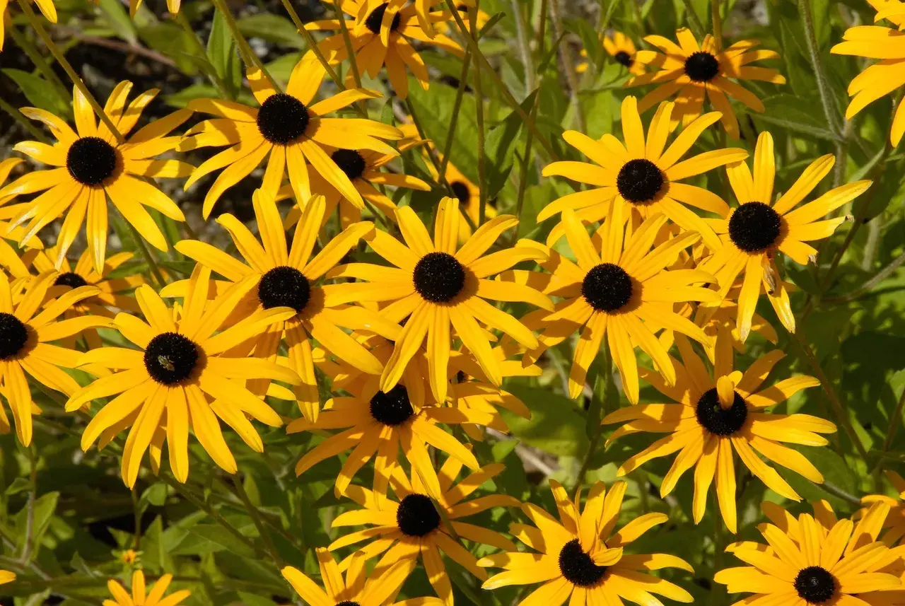 Wiele żółtych kwiatów rudbekii jednorocznej z czarnymi środkami, tworzących słoneczny kobierzec.