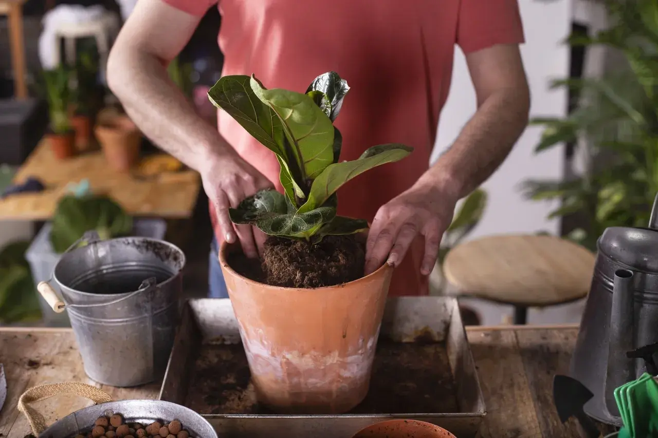 Mężczyzna przesadza do nowej doniczki piękny, duży ficus lyrata.