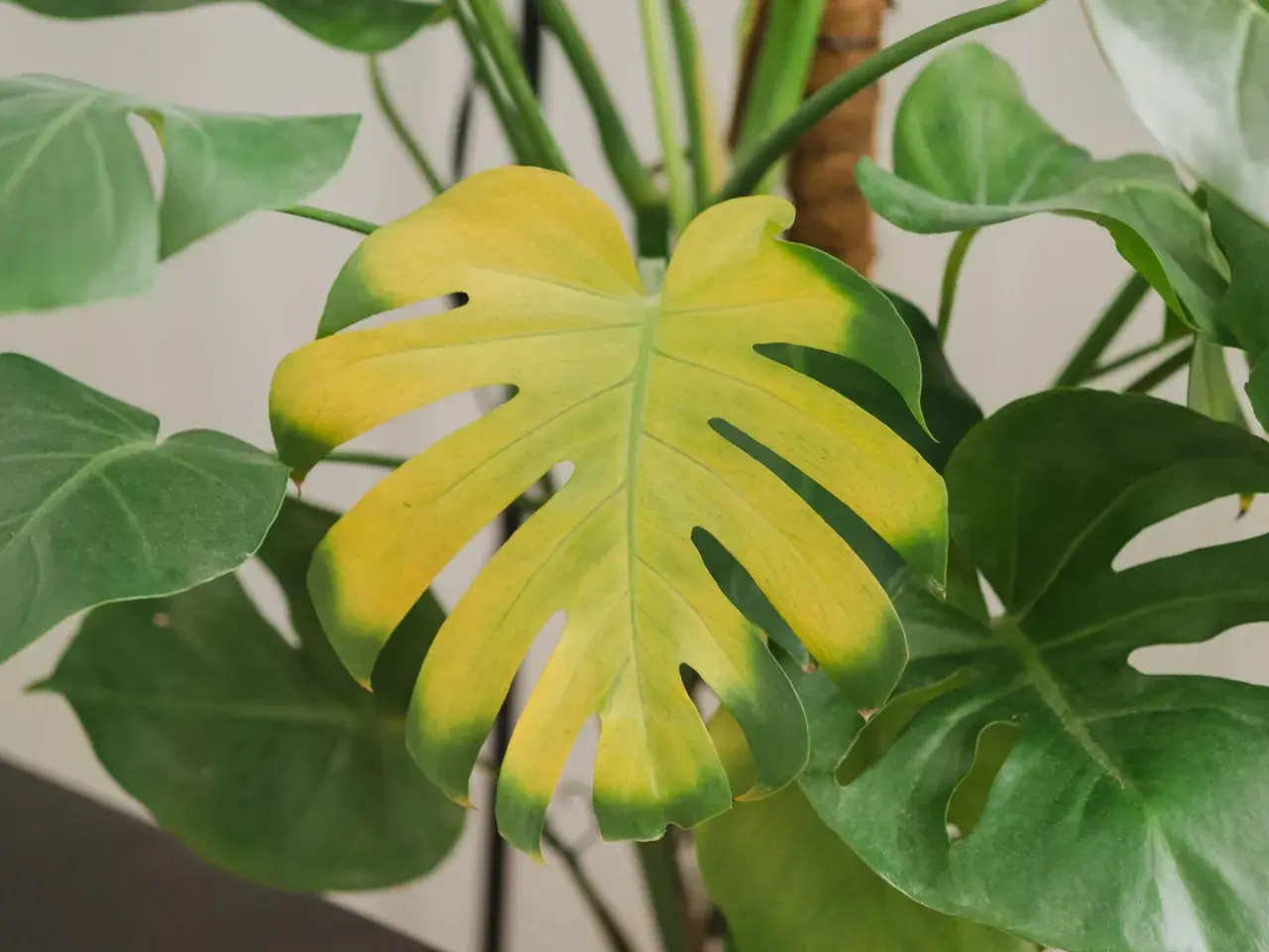 Monstera z żółtymi liśćmi, które tracą swój intensywny zielony kolor.