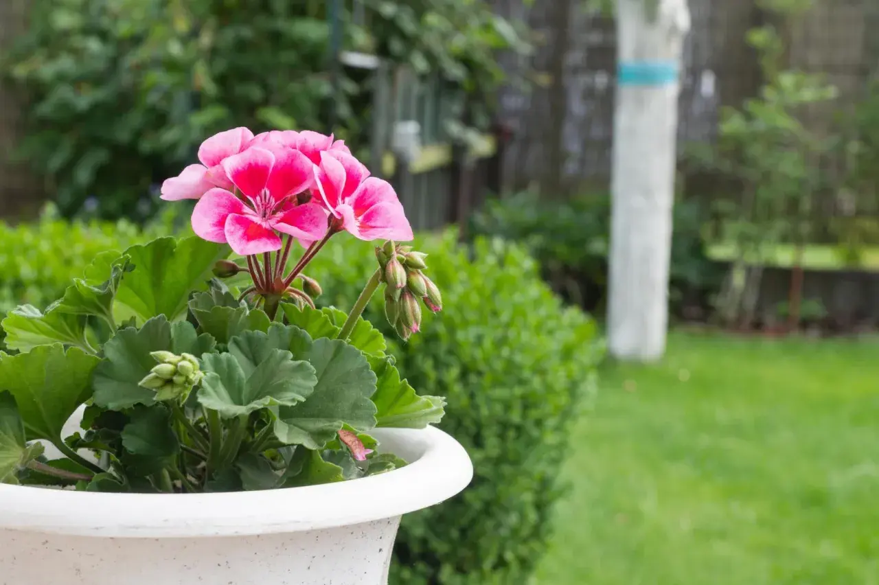 Różowe kwiaty pelargonii w donicy, gotowe do przycinania. Wskazówki jak przycinać geranium, by pięknie rosło.