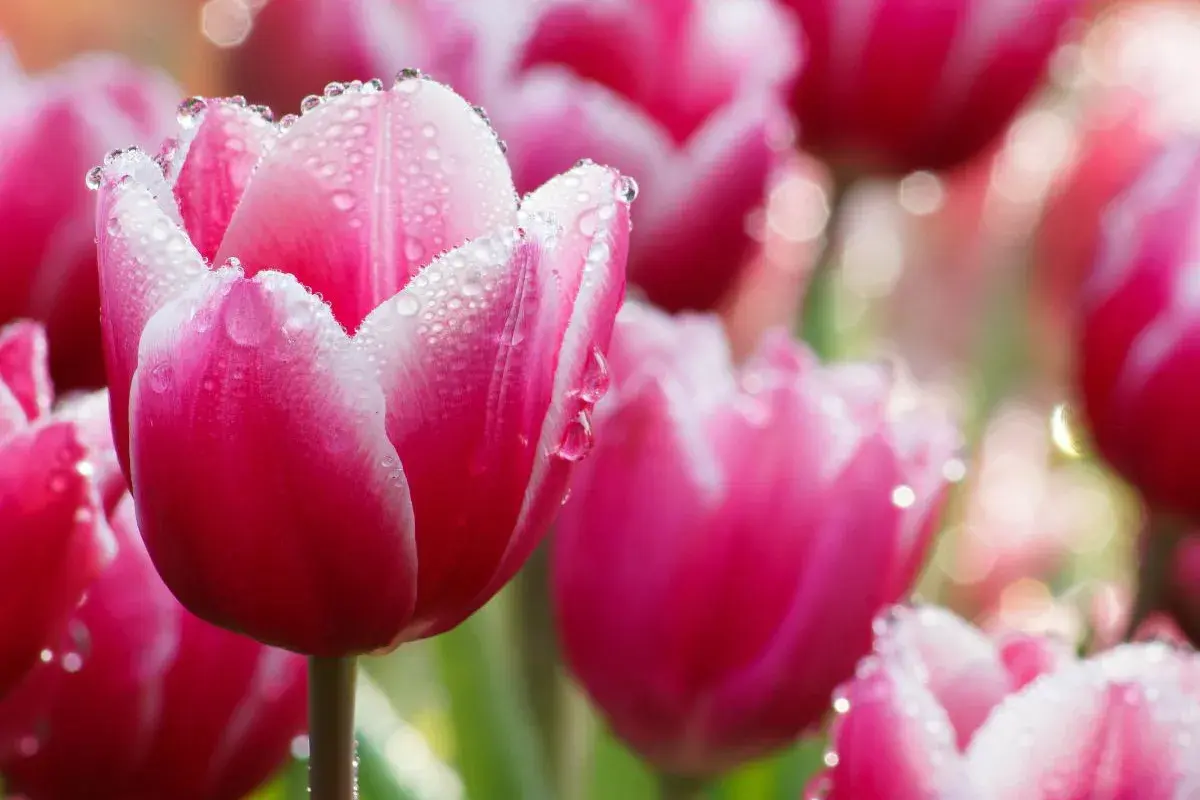 Różowe tulipany z kroplami rosy. Delikatne płatki, jak uratować tulipany przed upałem? Podlewaj je rano i wieczorem.