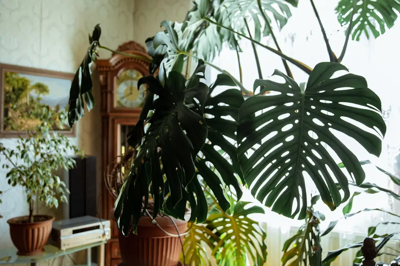 Duża, liściasta monstera deliciosa w doniczce, z widocznym zegarem stojącym w tle.