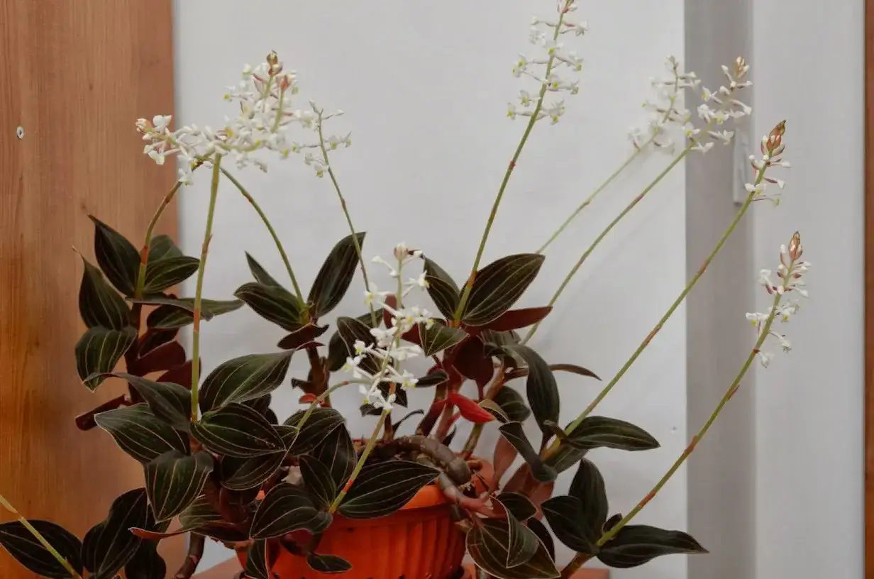 Kwiat jewel orchid z ciemnymi liśćmi i delikatnymi białymi kwiatami na długich łodyżkach.