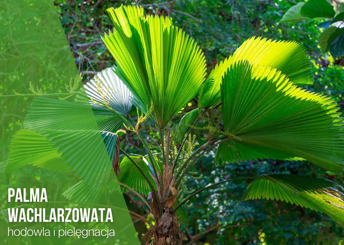 Wachlarzowata palma Livistona rotundifolia z zielonymi liśćmi w kształcie wachlarza, oświetlona słońcem.