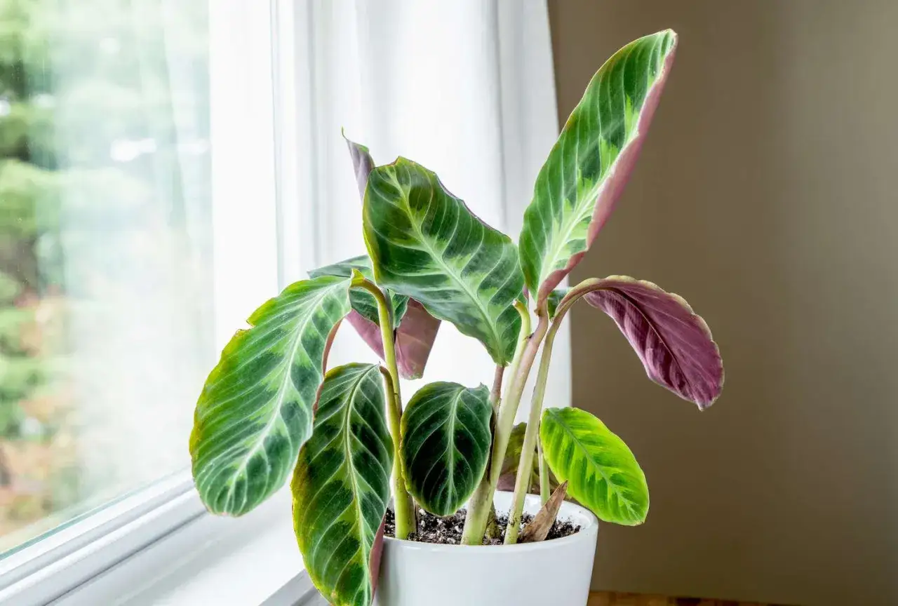 Calathea warscewiczii z pięknymi, wzorzystymi liśćmi o zielono-białych pasach i purpurowym spodem, rośnie w białej doniczce przy oknie.