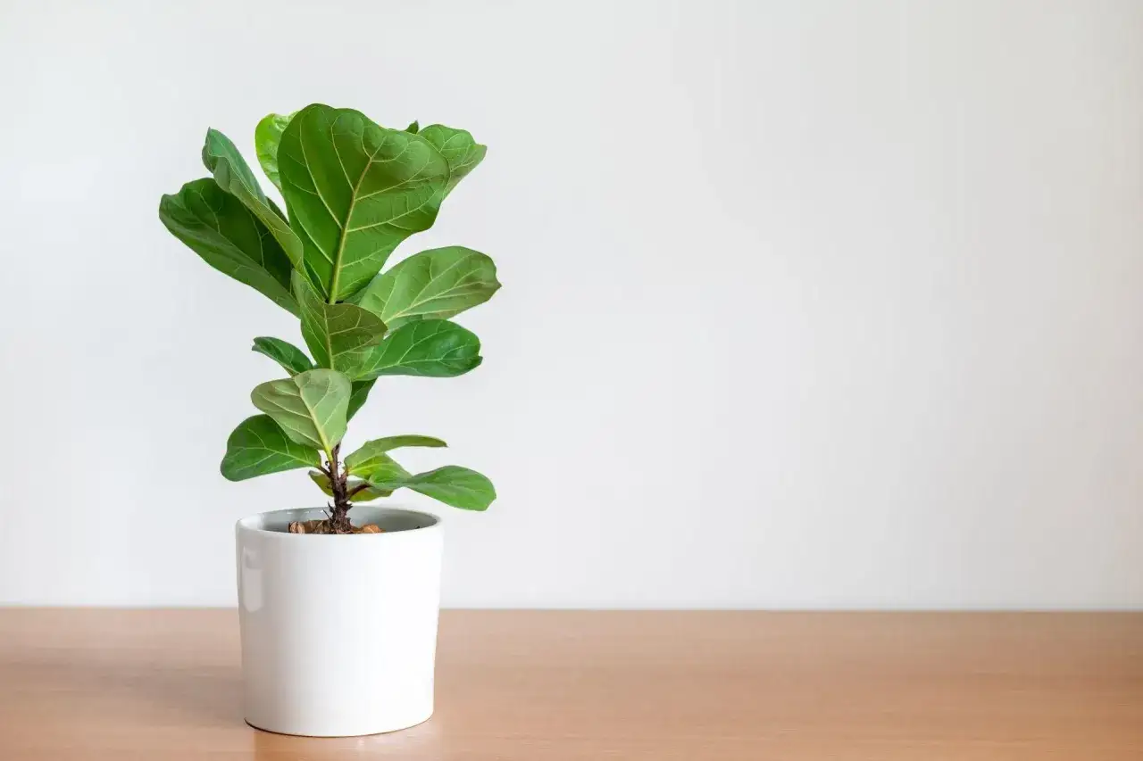 Młody ficus lyrata w białej doniczce na drewnianym blacie, z zielonymi, błyszczącymi liśćmi.
