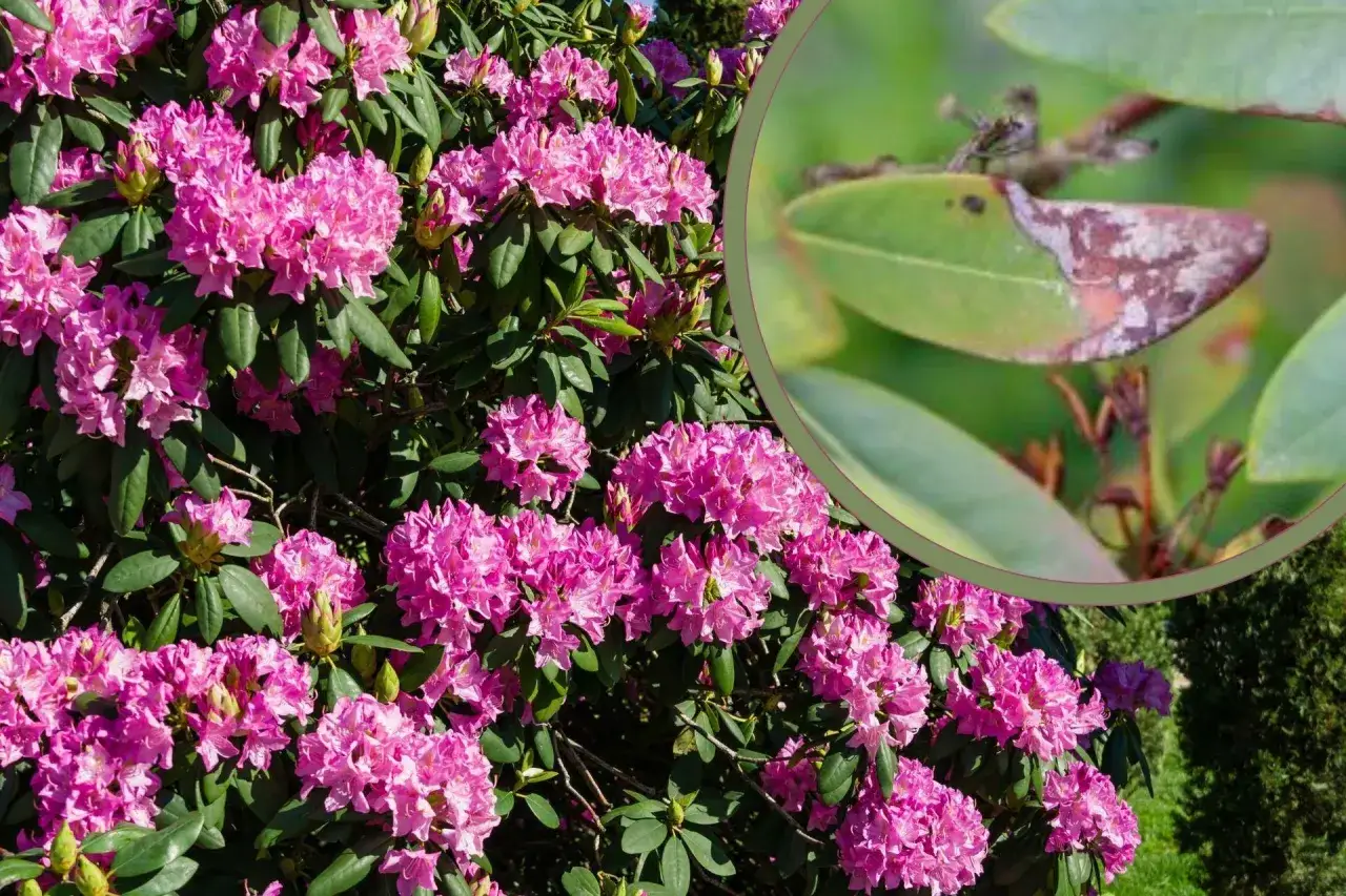 Piękny rododendron z różowymi kwiatami, ale uwaga na liściach widoczne objawy fytoftorozy.