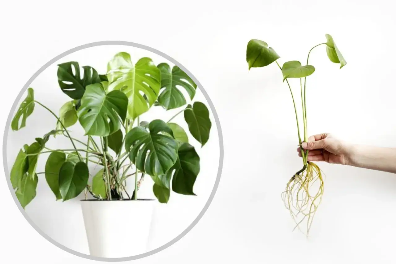 Monstera w doniczce i odcięta sadzonka z korzeniami, gotowa do rozmnażania.