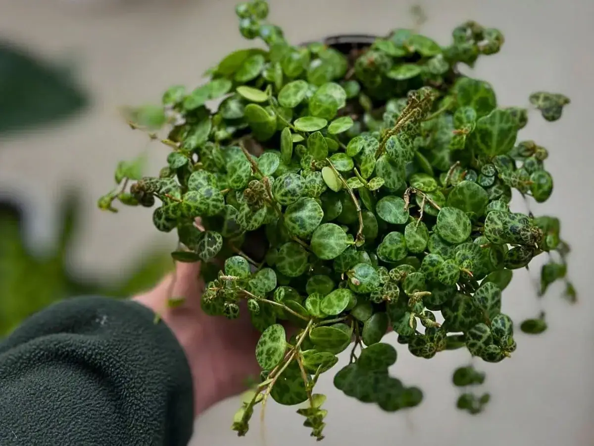 Peperomia prostrata, roślina o drobnych, okrągłych liściach przypominających skorupy żółwi, zwisająca z doniczki.
