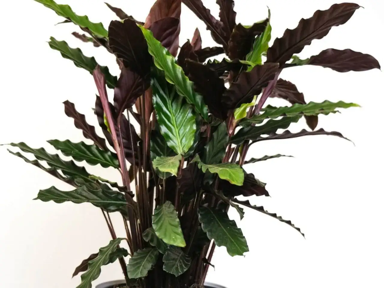 Bogata, ciemnozielona Calathea z falistymi liśćmi, kt&oacute;re od spodu mienią się purpurą.