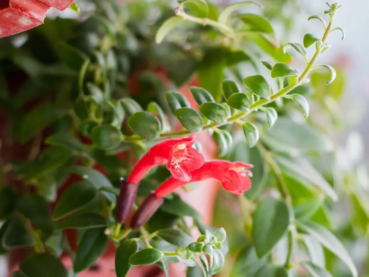 Aeschynanthus rasta z czerwonymi, rurkowatymi kwiatami i zielonymi liśćmi.