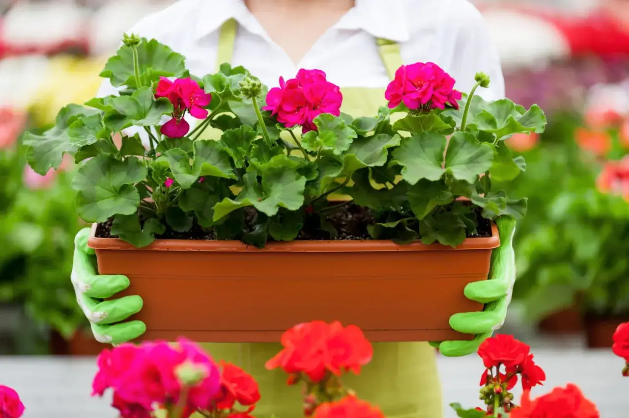 Ręce w zielonych rękawiczkach trzymają doniczkę z kwitnącymi pelargoniami. To idealny moment, by dowiedzieć się, jak sadzić pelargonie.