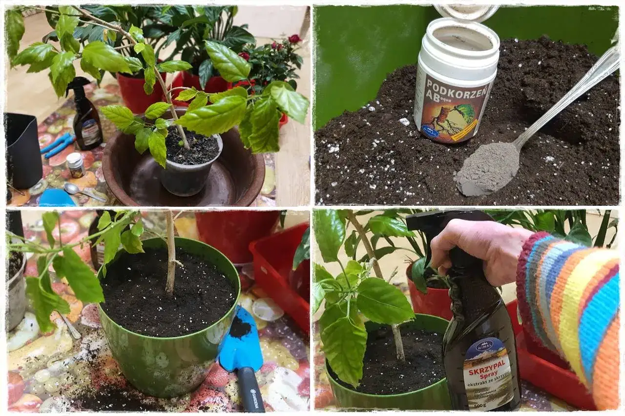 Przygotowanie do przesadzania kwiatów: ziemia, nawóz do korzeni i spray.