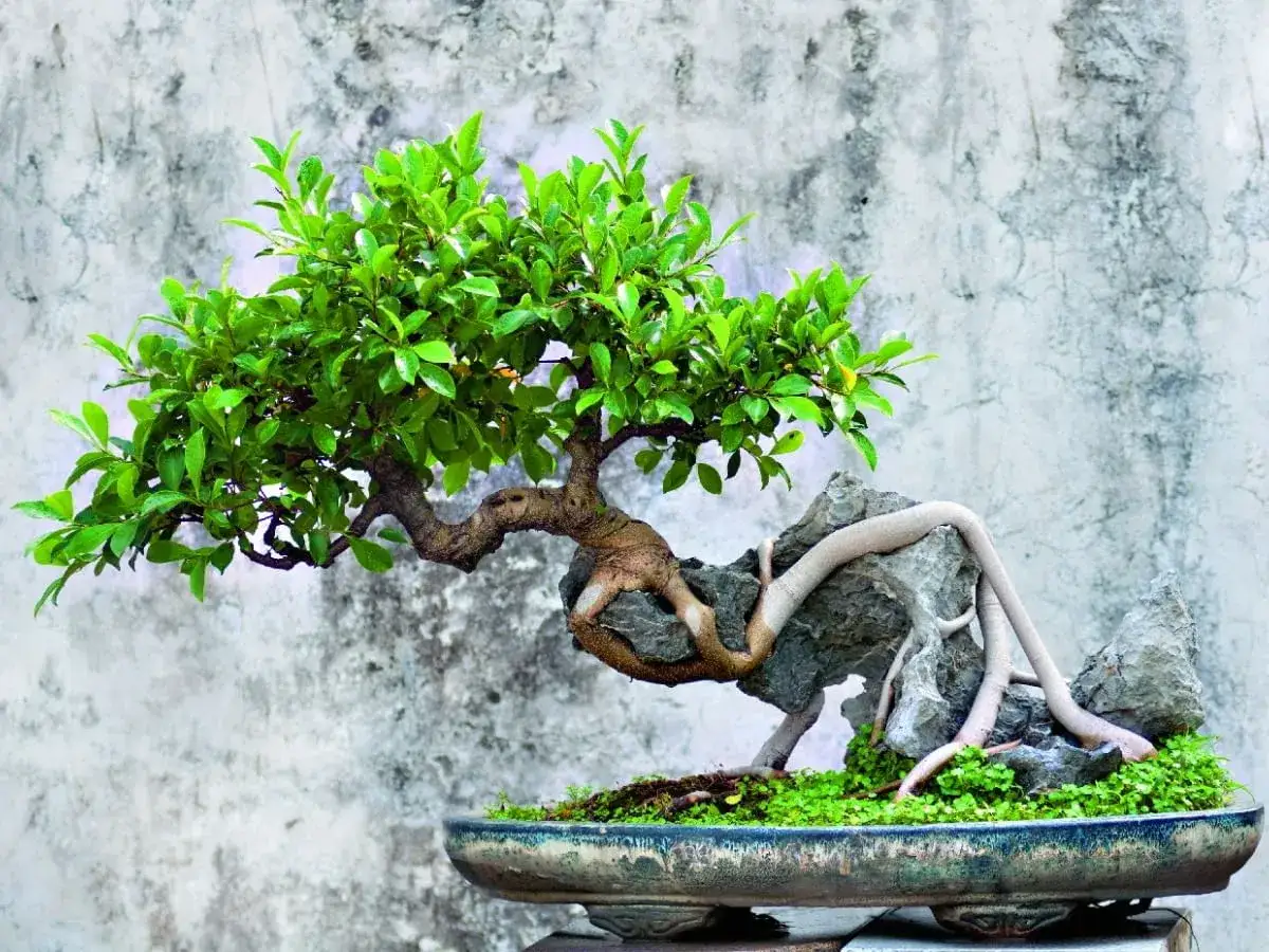 Piękny fikus bonsai na skale. Jak dbać o takie cudo? Podlewaj regularnie, zapewnij światło i odpowiednią glebę.