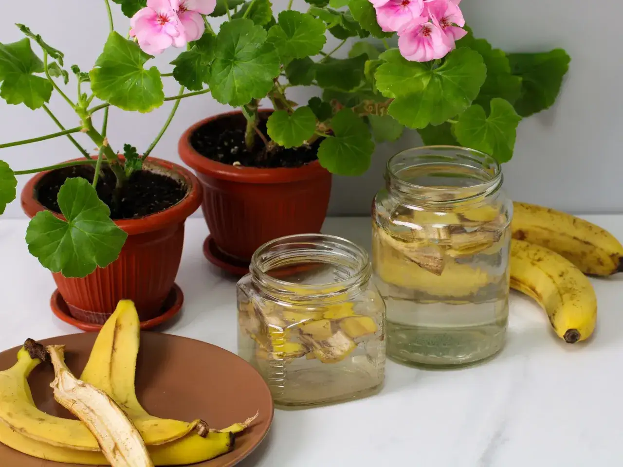 Dwa słoiki z wodą i skórkami bananów, przygotowywane jako nawóz z banana. Obok doniczki z pelargoniami i świeże banany.