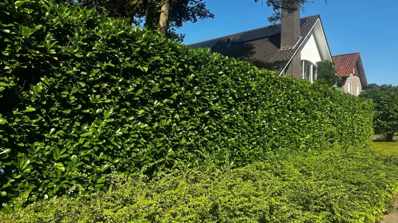 Gęsty, zielony żywopłot z laurowiśni tworzy naturalną barierę przed domami.