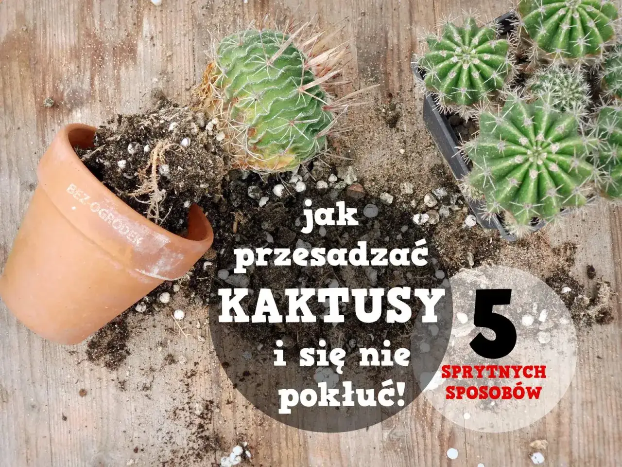 Jak przesadzić kaktusa, by się nie pokłuć? Na drewnianym blacie leżą kaktusy, ziemia i gliniana doniczka.