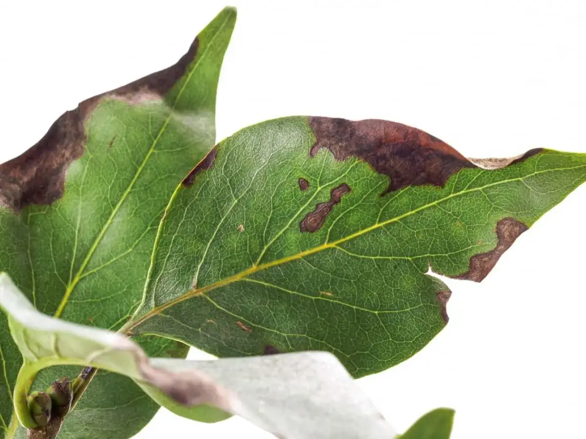 Liście magnolii z brązowymi plamami, objaw najczęstszych chor&oacute;b magnolii.