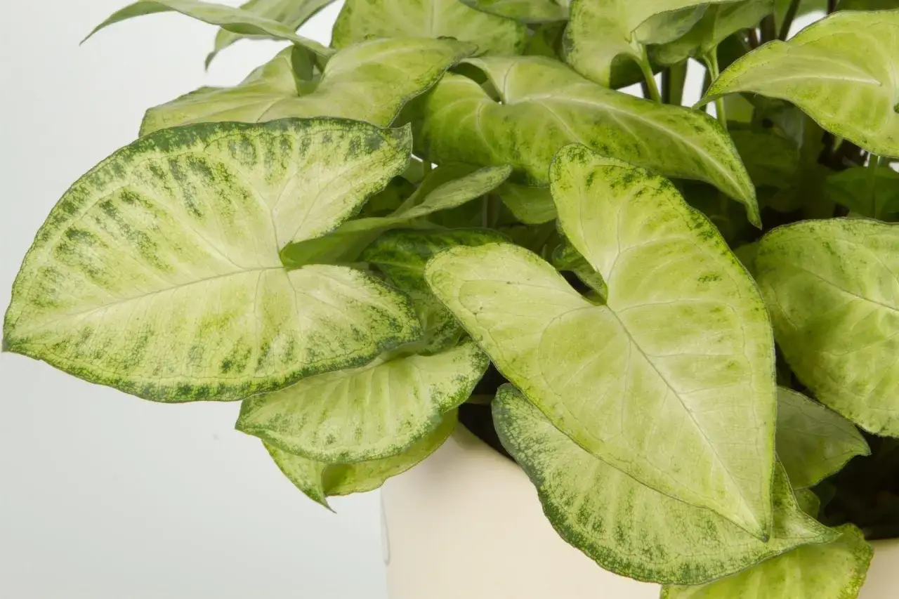 Liście syngonium odmiany o jasnym, zielonym unerwieniu i kremowym środku, tworzące gęstą kępę w jasnej doniczce.