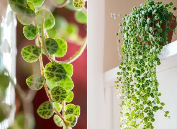 Peperomia prostrata, roślina o okrągłych, zielonych liściach z ciemnymi plamkami, tworząca kaskady zwisających pędów.