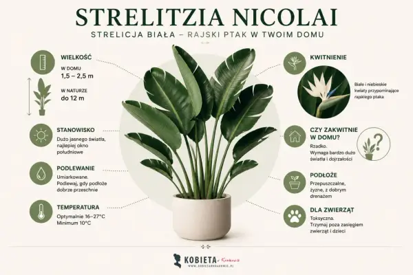Strelitzia biała, zwana rajskim ptakiem, w donicy. Informacje o pielęgnacji: wielkość, stanowisko, podlewanie, temperatura, kwitnienie, podłoże i toksyczność.