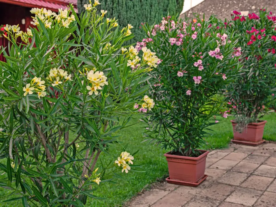 Oleander w donicy - pielęgnacja, kwitnienie i zimowanie